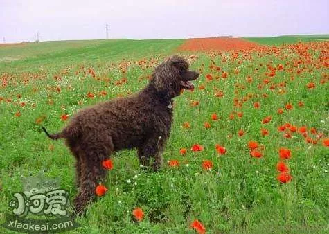 爱尔兰水猎犬拉稀怎么办 常见拉稀原因介绍