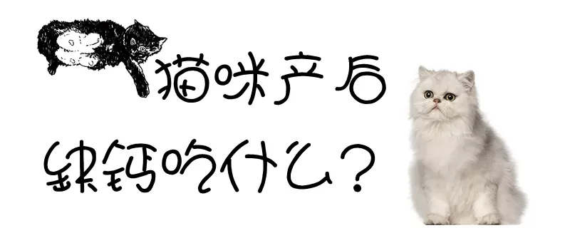 猫咪产后缺钙吃什么