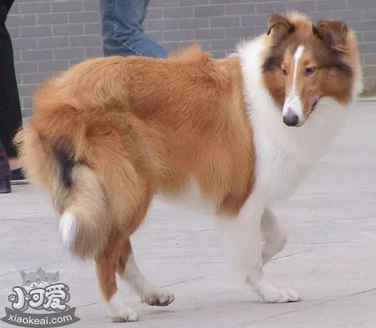 苏格兰牧羊犬怎么养 苏格兰牧羊犬饲养方法1