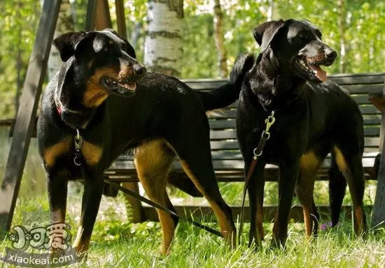 法国狼犬感冒怎么治疗 法国狼犬感冒治疗方法1