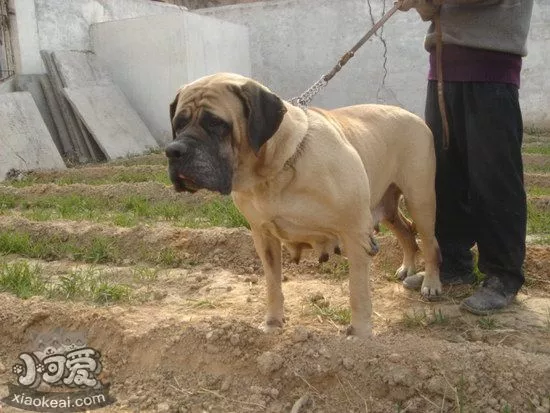 马士提夫犬乱吠叫怎么纠正马士提夫獒犬乱吠叫纠正方法1