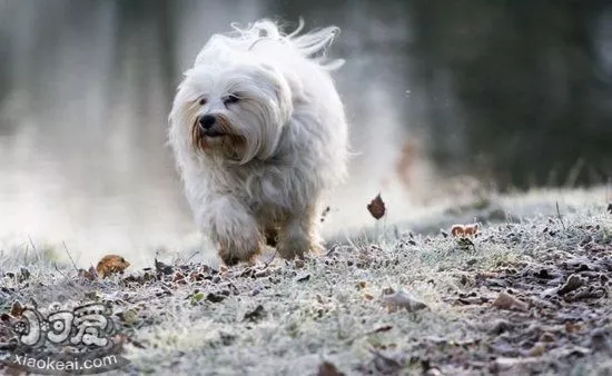 哈瓦那犬耳朵怎么清洁 哈瓦那犬耳朵清洁护理流程1