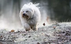 哈瓦那犬耳朵怎么清洁 哈瓦那犬耳朵清洁护理流程