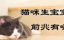 猫咪生宝宝的前兆有哪些