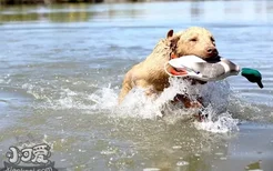 乞沙比克猎犬怎么训练随行 乞沙比克猎犬随行训练