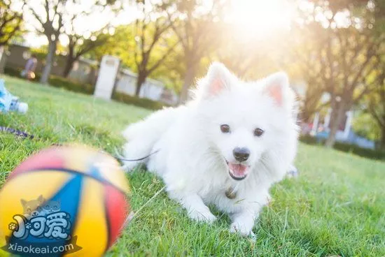 银狐犬拉稀怎么办 银狐犬拉肚子解决方法1