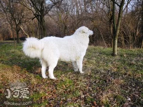 库瓦兹犬呕吐发抖怎么回事 呕吐发抖原因介绍