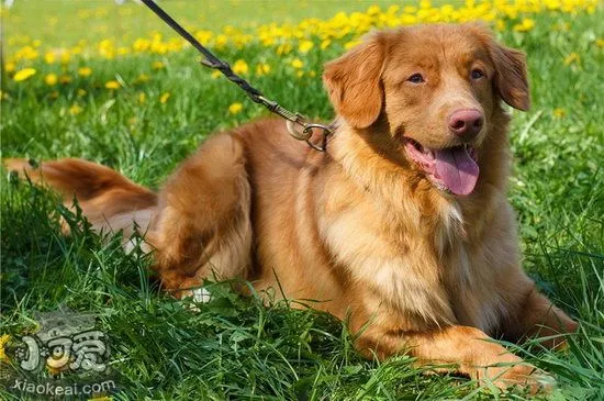 新斯科舍猎鸭寻猎犬怎么训练教程0