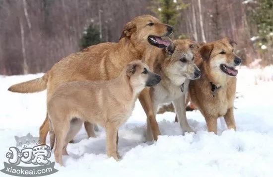 奇努克犬发烧怎么办 奇努克犬发烧治疗方法2