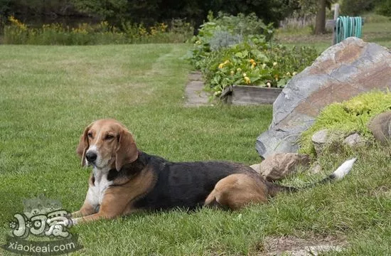 怎么训练美国猎狐犬游泳 美国猎狐犬游泳训练