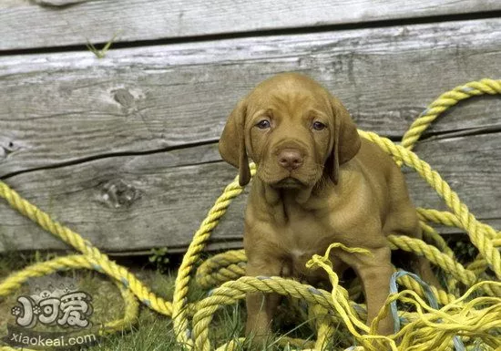 维希拉猎犬有咽炎怎么办 维希拉猎犬咽炎预防治疗方法1