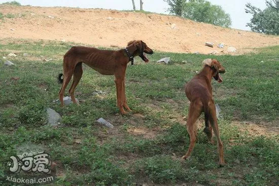 中国细犬注射疫苗不良反应解决方法1