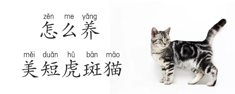 怎么养美短虎斑猫