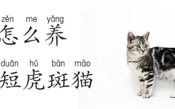 怎么养美短虎斑猫