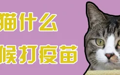 猫猫什么时候打疫苗