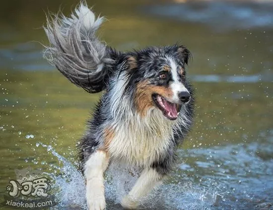 澳大利亚牧羊犬皮肤病怎么治疗 澳洲牧羊犬皮肤病治疗方法