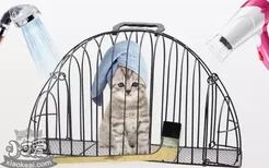 怎么给猫洗澡才安全 这篇文章教你让猫爱上洗澡