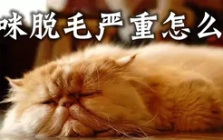 猫咪脱毛严重怎么办