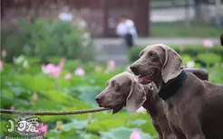 威玛猎犬怎么训练 威玛猎犬训练教程