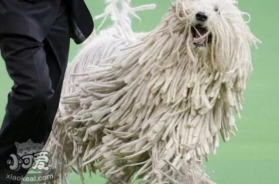 可蒙犬眼屎多怎么办 可蒙犬眼屎多治疗方法1