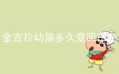 金吉拉幼猫多久变回白色