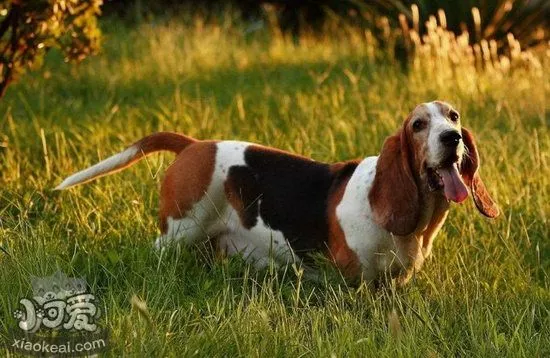 巴吉度犬感冒怎么办 巴吉度犬感冒治疗方法1