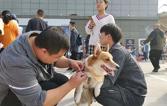 长沙市举办防控狂犬病，提升犬证办理意识