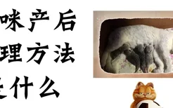 猫咪产后护理方法是什么