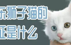 山东狮子猫的特征是什么