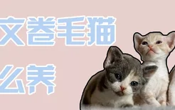 德文卷毛猫怎么养