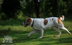 中亚牧羊犬耳朵怎么清洁 中亚牧羊犬耳朵清洁护理方法