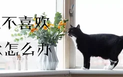 猫咪不喜欢喝水怎么办