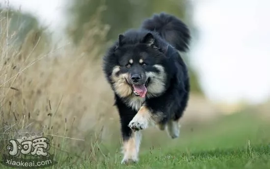 怎么训练芬兰拉普猎犬不叫 芬兰拉普猎犬乱叫训练方法