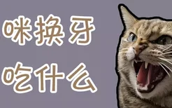 猫咪换牙期吃什么