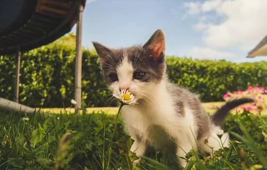 猫咪换牙有什么症状