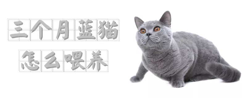 三个月蓝猫怎么喂养