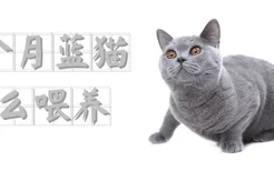 三个月蓝猫怎么喂养