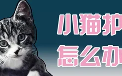 小猫护食怎么办