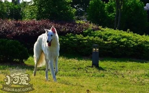 怎么训练苏俄猎狼犬站立 苏俄猎狼犬站立训练方法