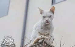 猫的生活特性 猫为什么爱睡觉