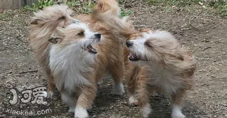 葡萄牙波登可犬怎么刷牙 葡萄牙波登可犬牙齿护理方法