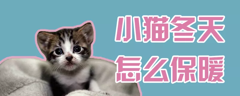 小猫冬天怎么保暖