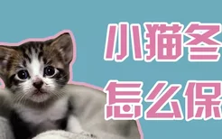 小猫冬天怎么保暖