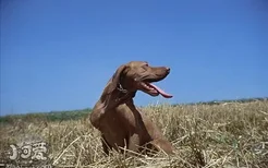 维希拉猎犬怎么修剪指甲 维希拉猎犬剪指甲方法