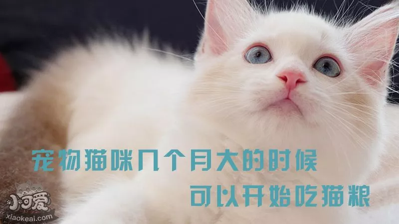 宠物猫咪几个月大的时候可以开始吃猫粮_小可爱宠物网