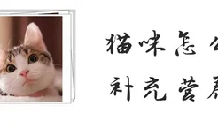 猫咪怎么补充营养