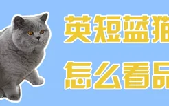 英短蓝猫怎么看品相