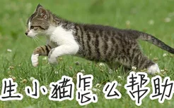 猫生小猫怎么帮助他