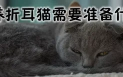 养折耳猫需要准备什么