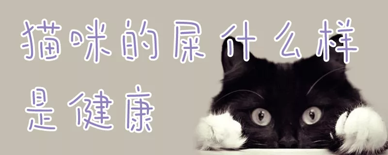 猫咪的屎什么样是健康